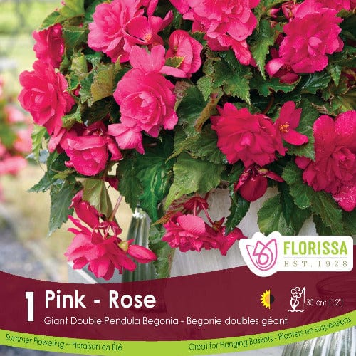 Begonia - Giant Double Pendula Pink, 1 Pack