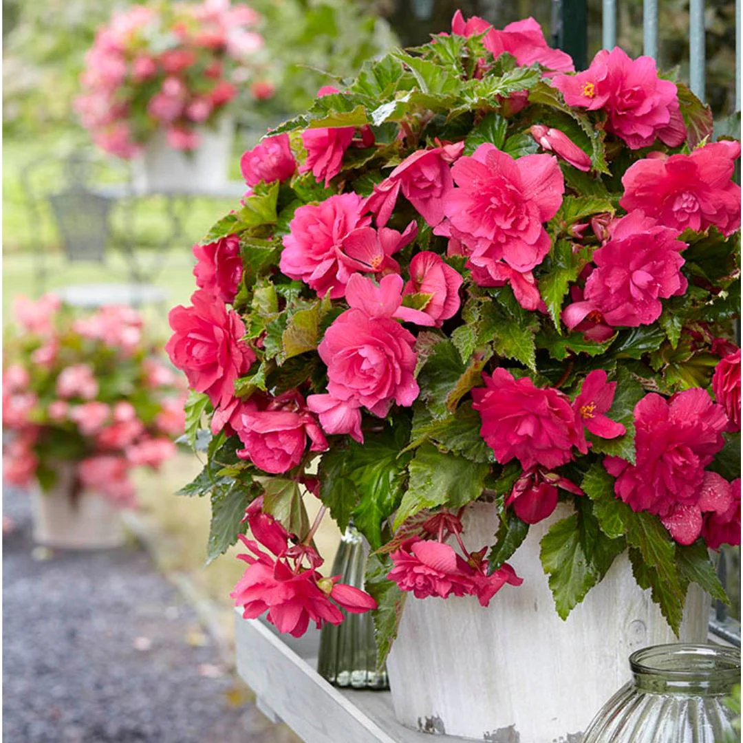 Begonia - Giant Double Pendula Pink, 1 Pack - Image 2