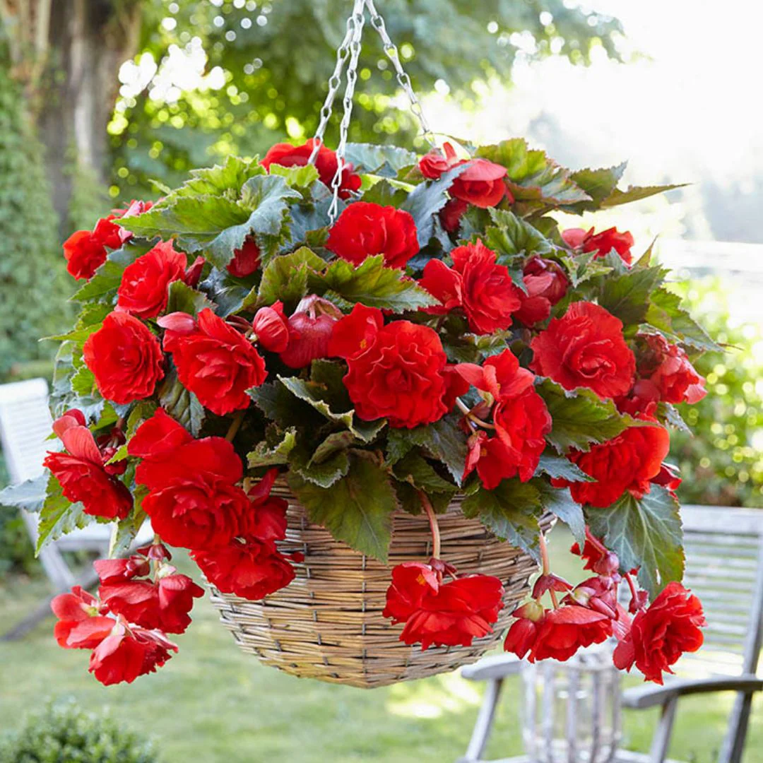 Begonia - Giant Double Pendula Scarlet - Image 2