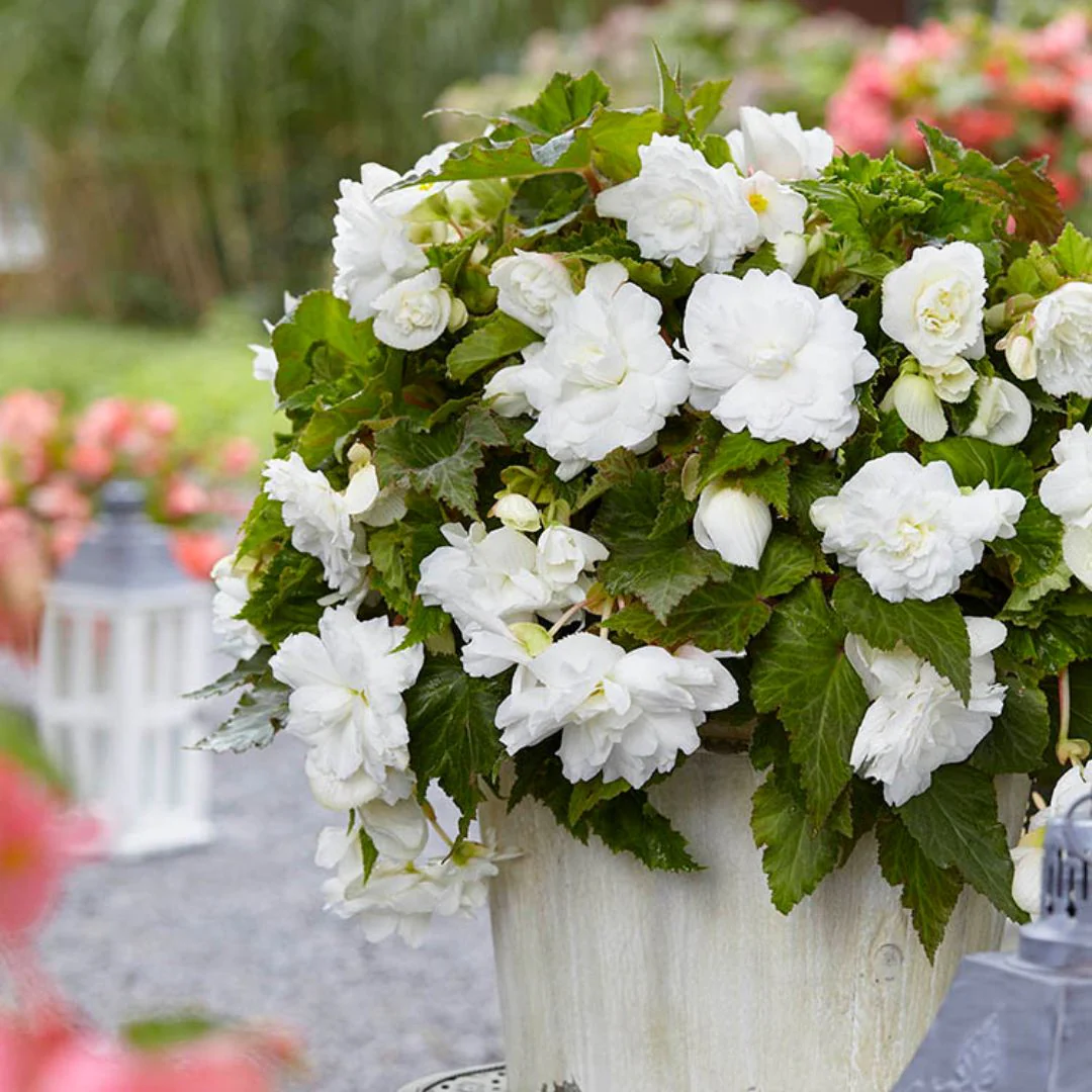 Begonia - Giant Double Pendula White - Image 2