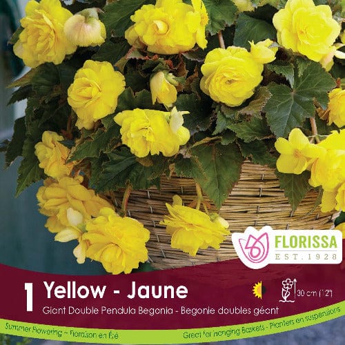 Begonia - Giant Double Pendula Yellow