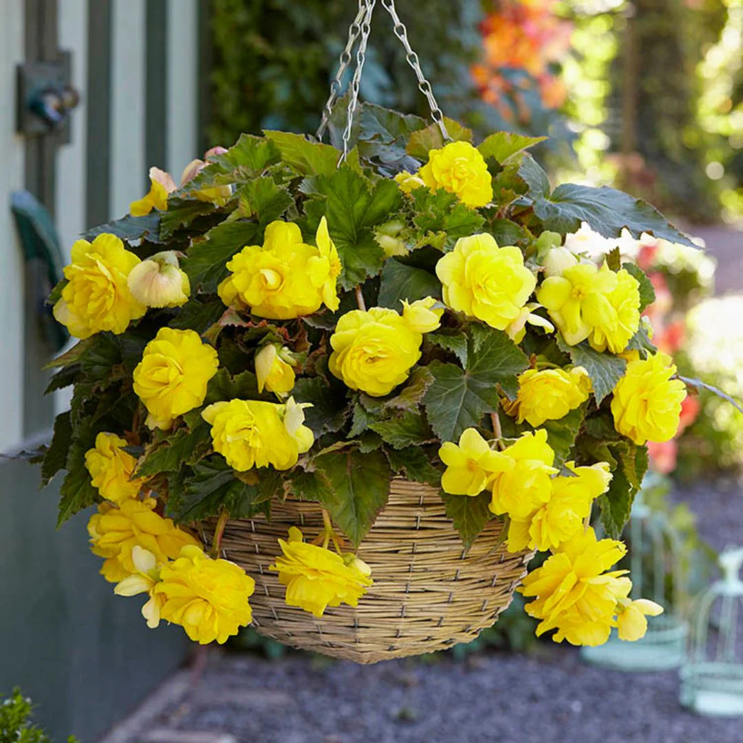 Begonia - Giant Double Pendula Yellow - Image 2