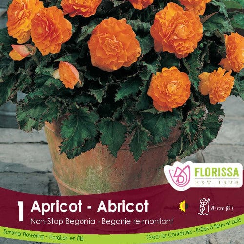 Begonia - Non-Stop Apricot