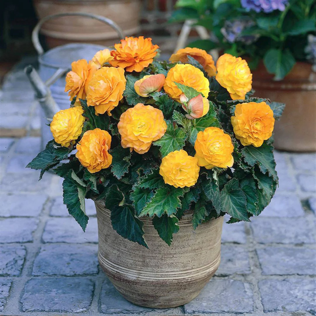 Begonia - Non-Stop Apricot - Image 2