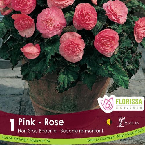 Begonia - Non-Stop Pink