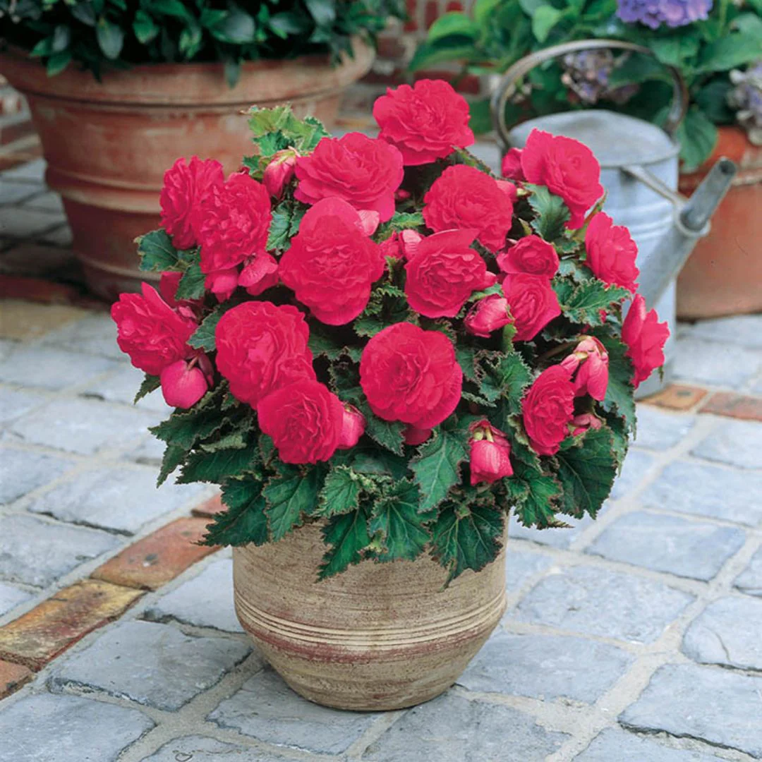 Begonia - Non-Stop Pink - Image 2