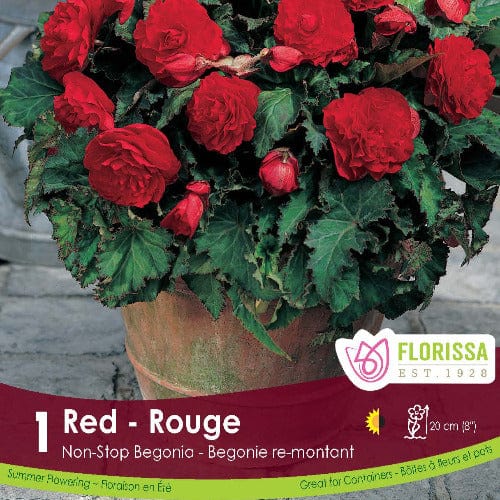Begonia - Non-Stop Red