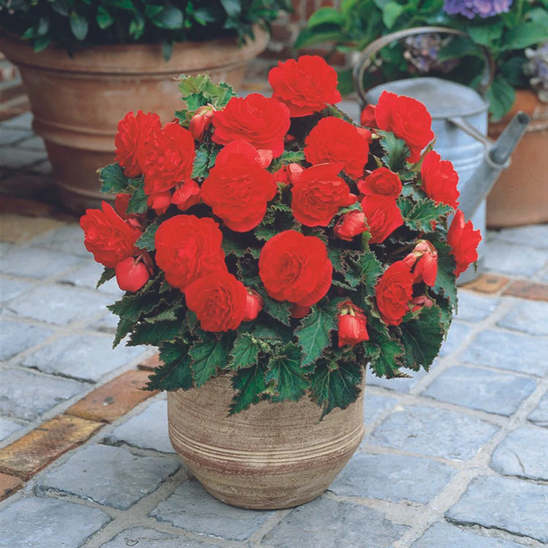 Begonia - Non-Stop Red - Image 2
