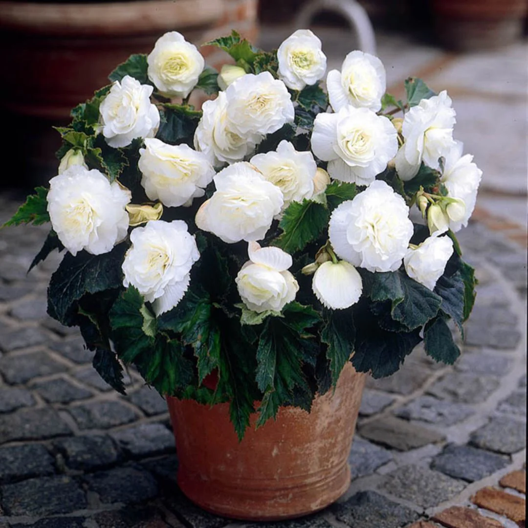 Begonia - Non-Stop White, 1 Pack - Image 2