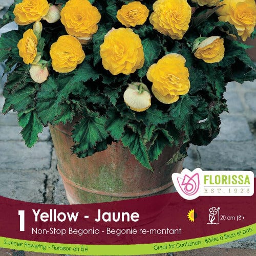 Begonia - Non-Stop Yellow