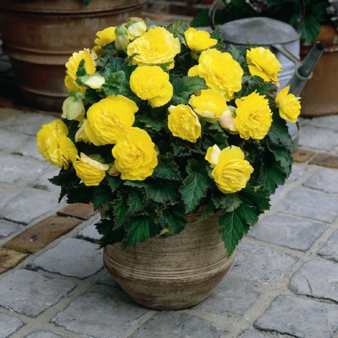 Begonia - Non-Stop Yellow - Image 2