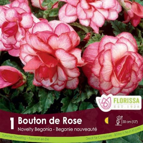 Begonia - Novelty Bouton de Rose