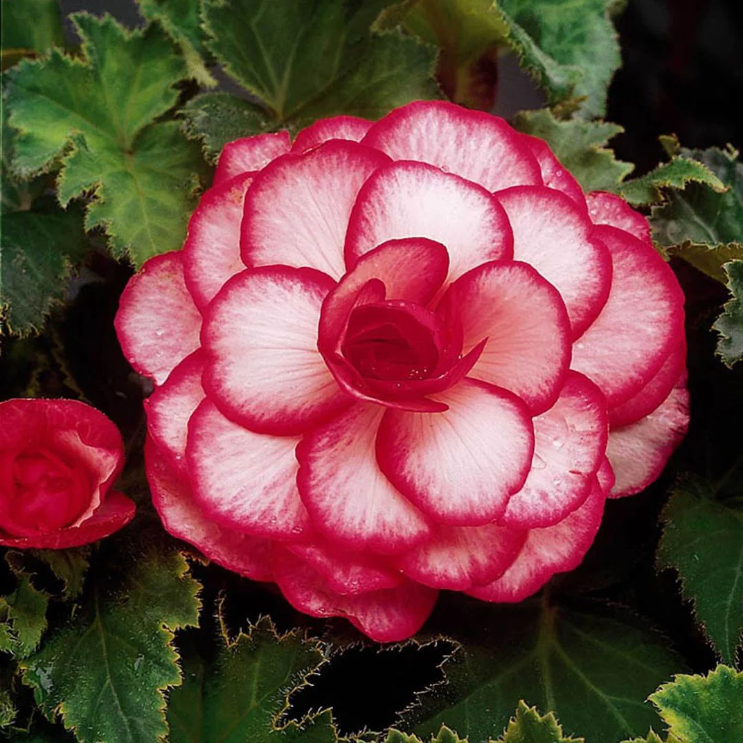 Begonia - Novelty Bouton de Rose - Image 2