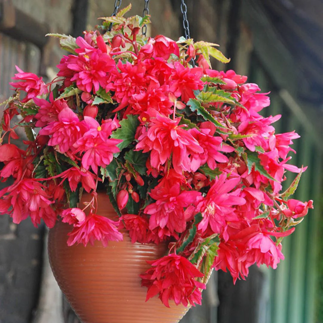 Begonia - Pendula Pink, 1 Pack - Image 2