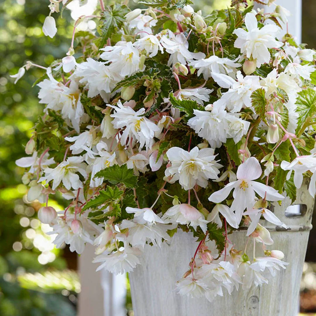 Begonia - Pendula White - Image 2