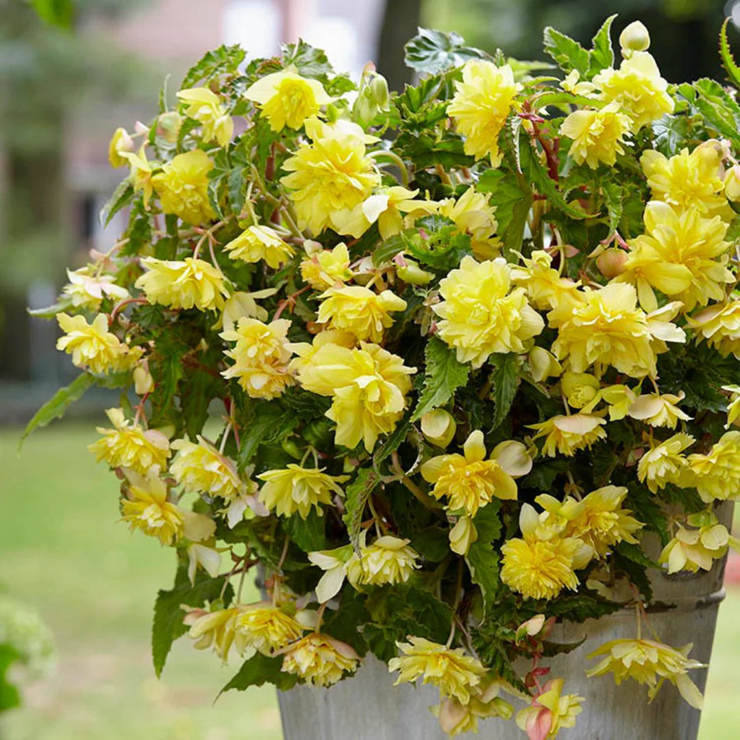 Begonia - Pendula Yellow - Image 2