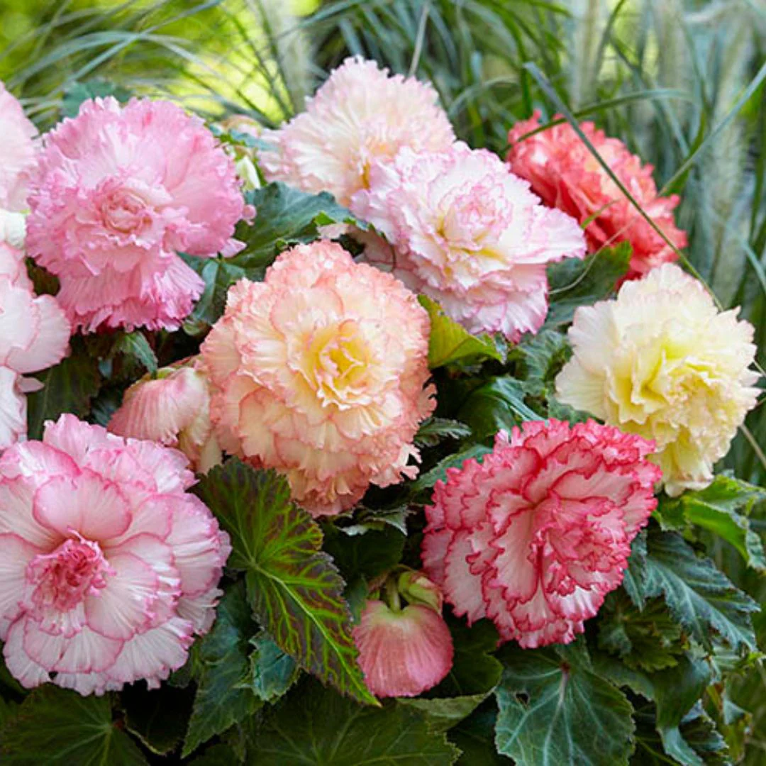 Begonia - Super Novelty Samba Mix - Image 3