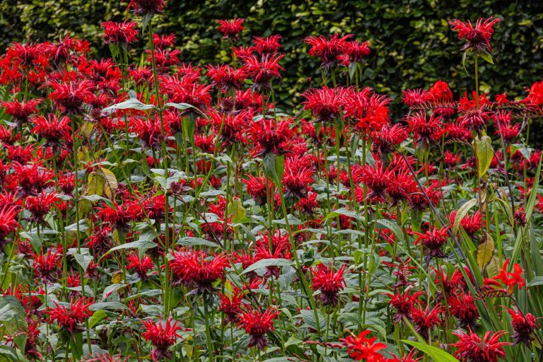 Bergamot Panorama Red - Ontario Seed Company