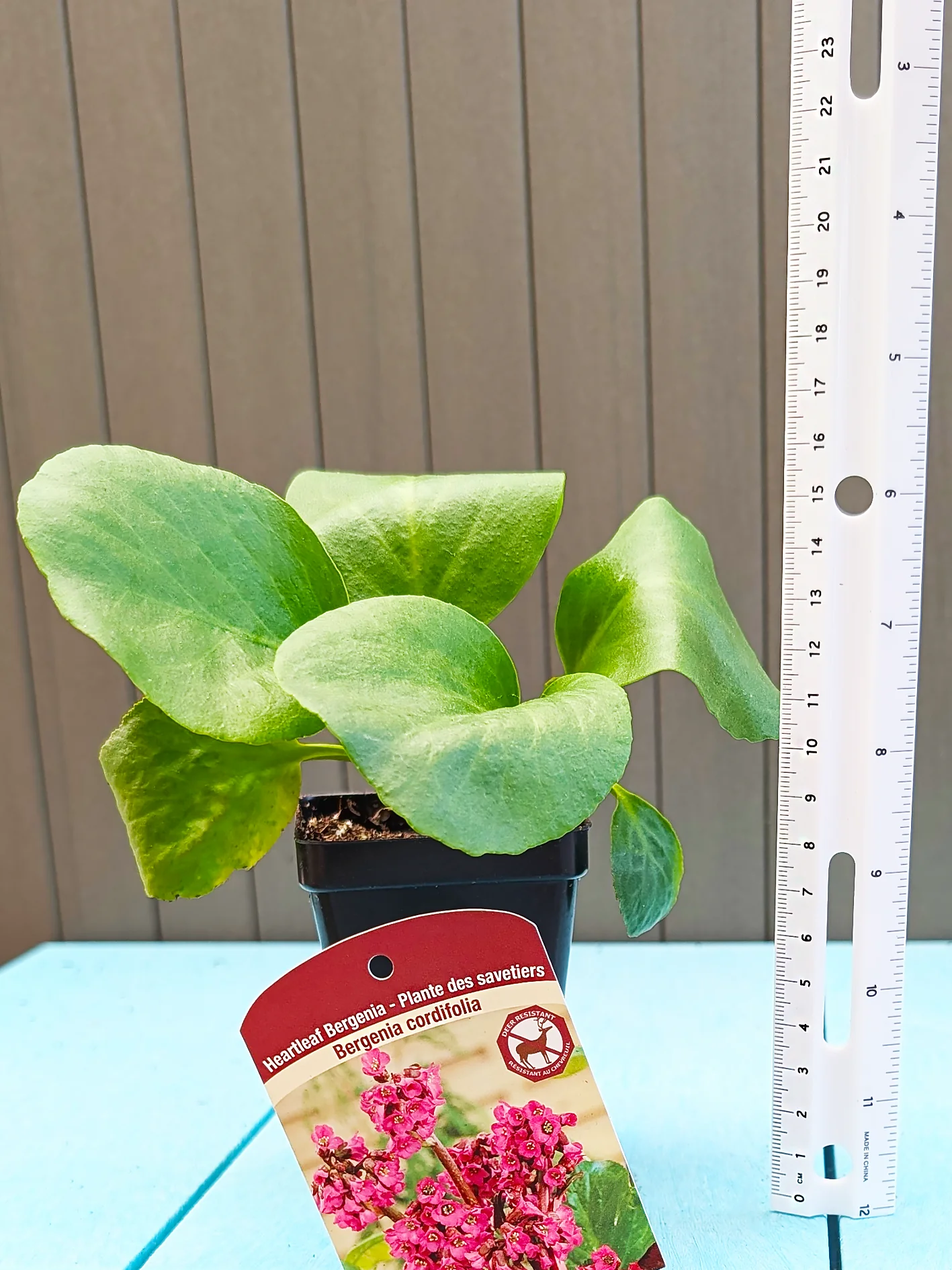 Bergenia - Cordifolia, 1 Pack - Image 3