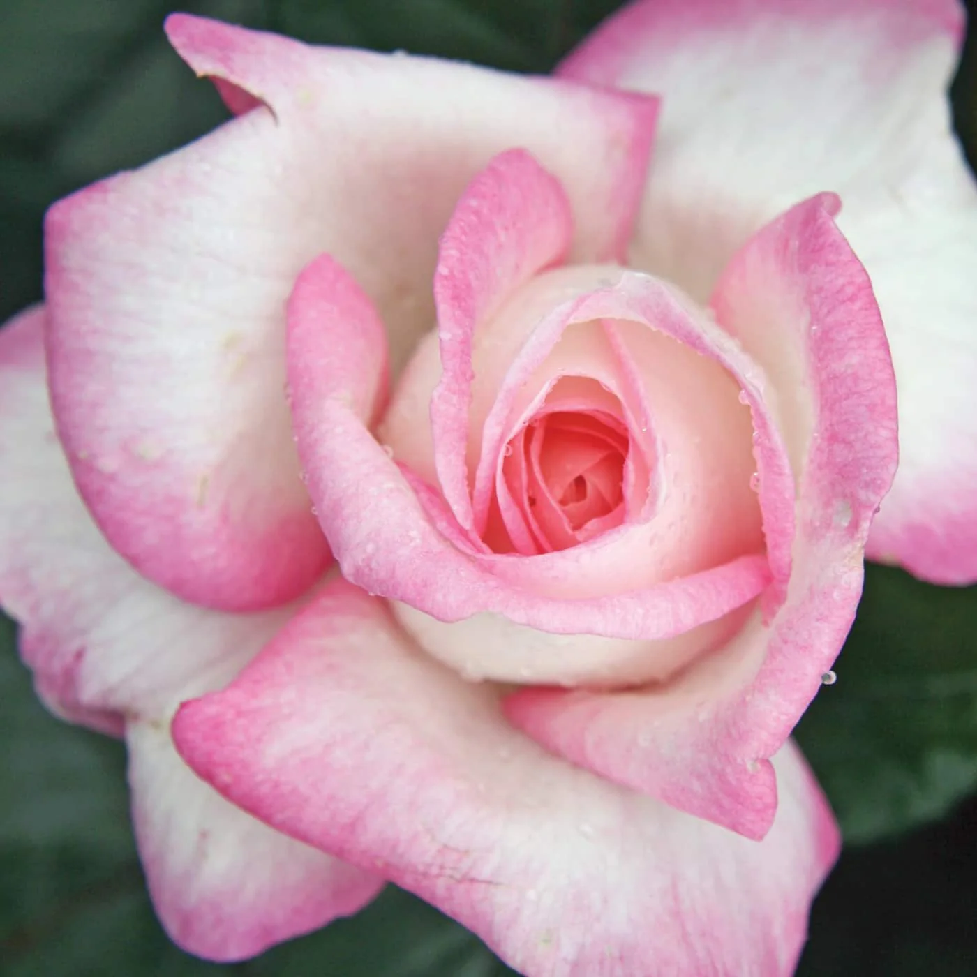 Best Kept Secret - Star Roses and Plants