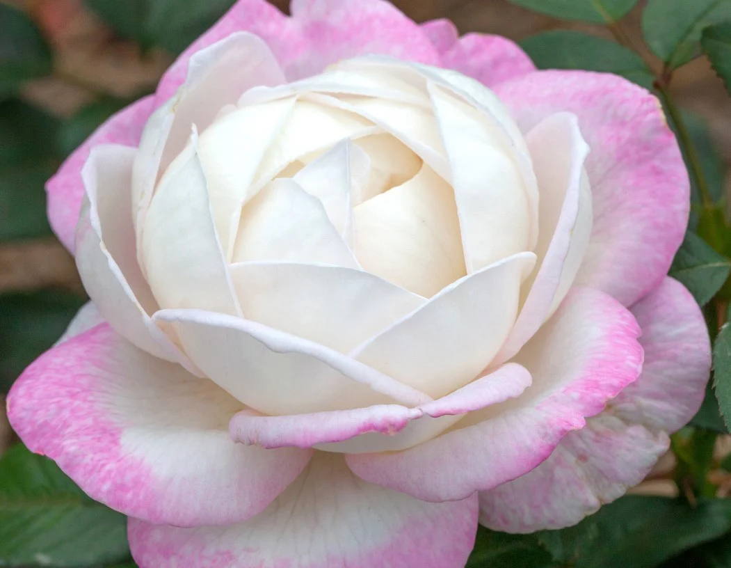 Best Kept Secret - Star Roses and Plants - Image 2