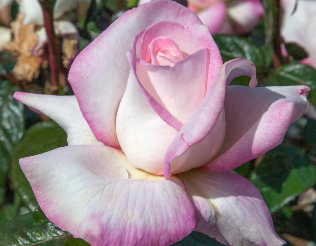 Best Kept Secret - Star Roses and Plants - Image 3