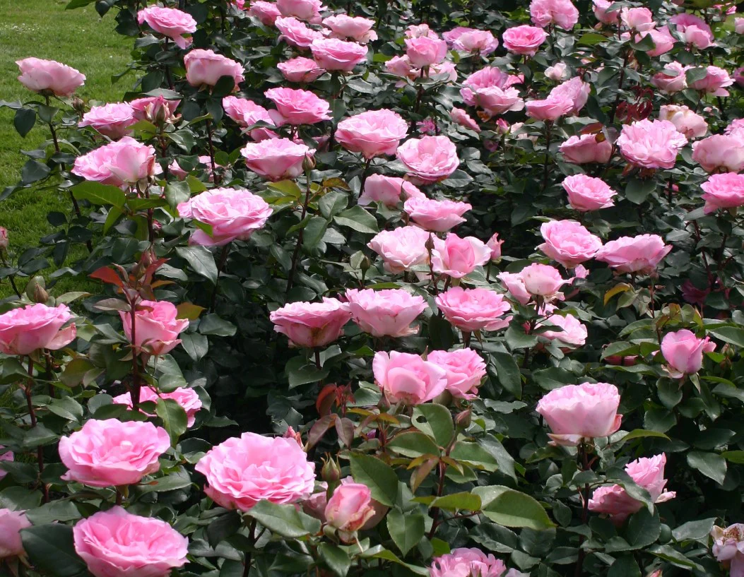 Eleganza® Beverly™ - Kordes® Roses - Image 2