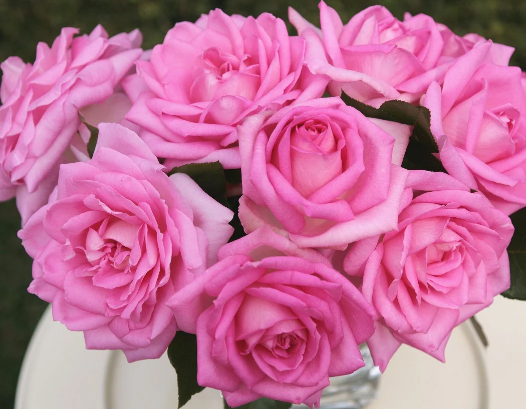 Eleganza® Beverly™ - Kordes® Roses - Image 3