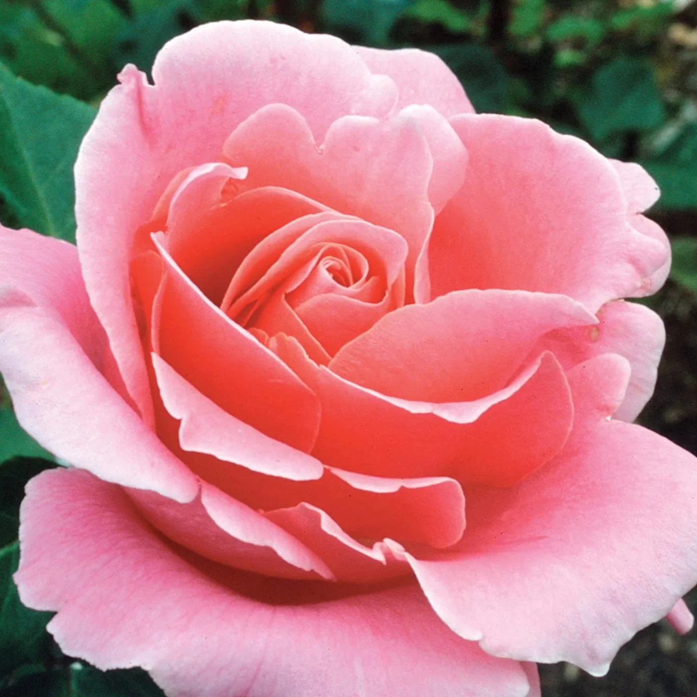 Bewitched - Star Roses and Plants