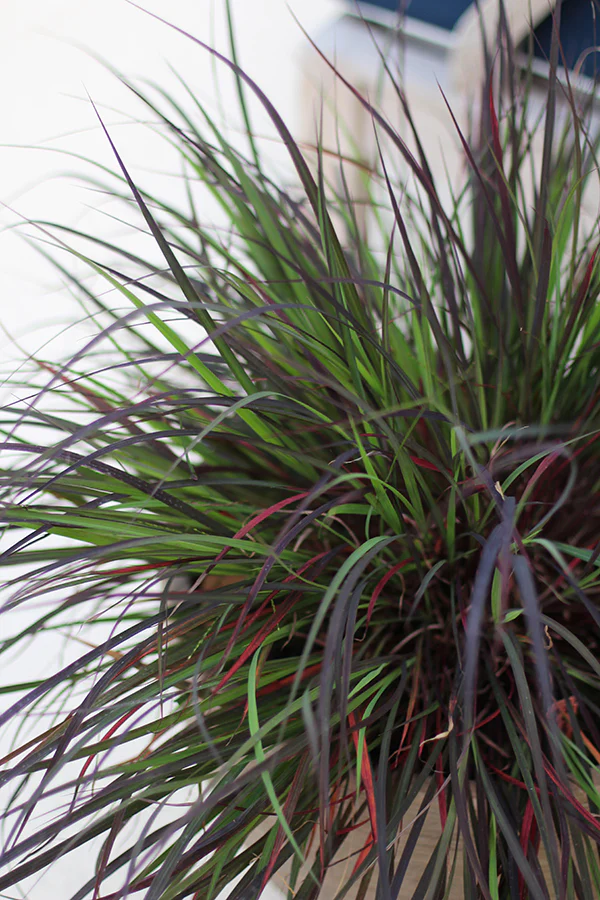 Big Bluestem Grass - Black Hawks, 1 Pack - Image 2