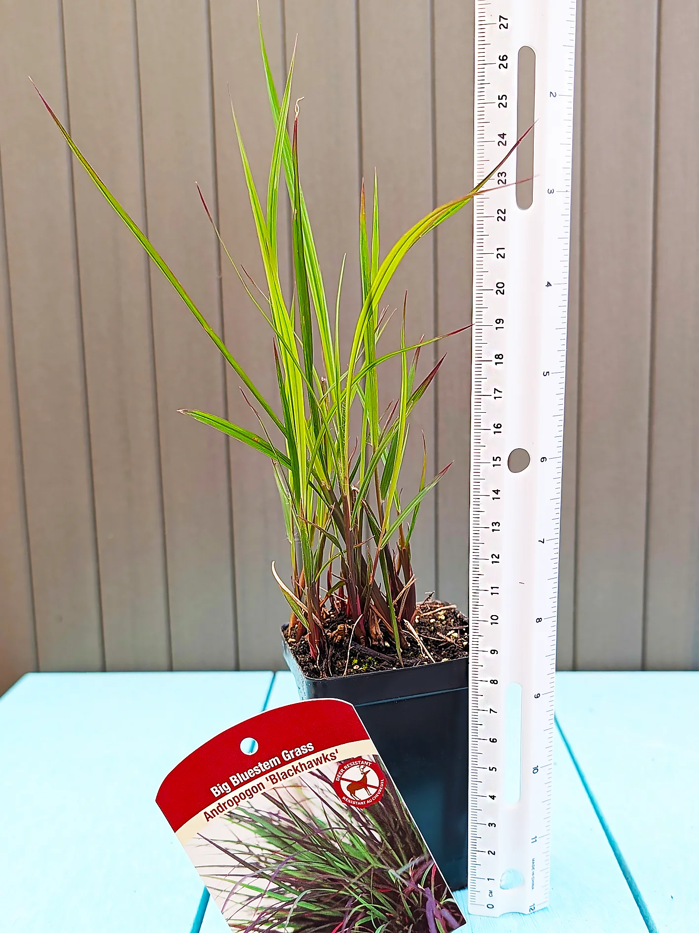 Big Bluestem Grass - Black Hawks, 1 Pack - Image 3