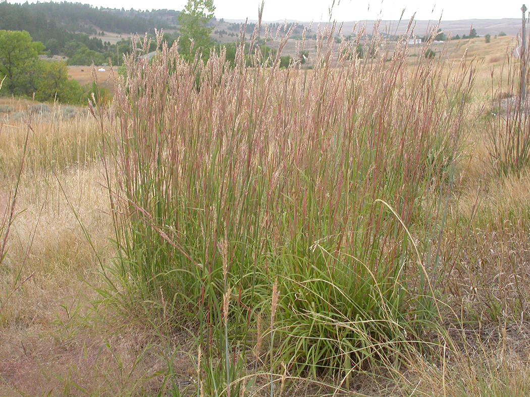 Big Bluestem Grass - Andropogon geradii, 1 Pack - Image 2