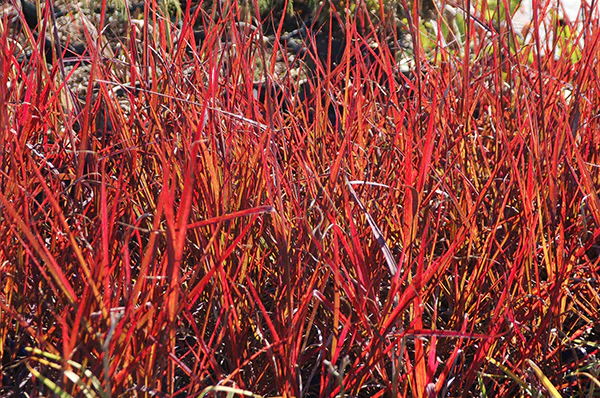Big Bluestem Grass - Red October, 1 Pack - Image 2