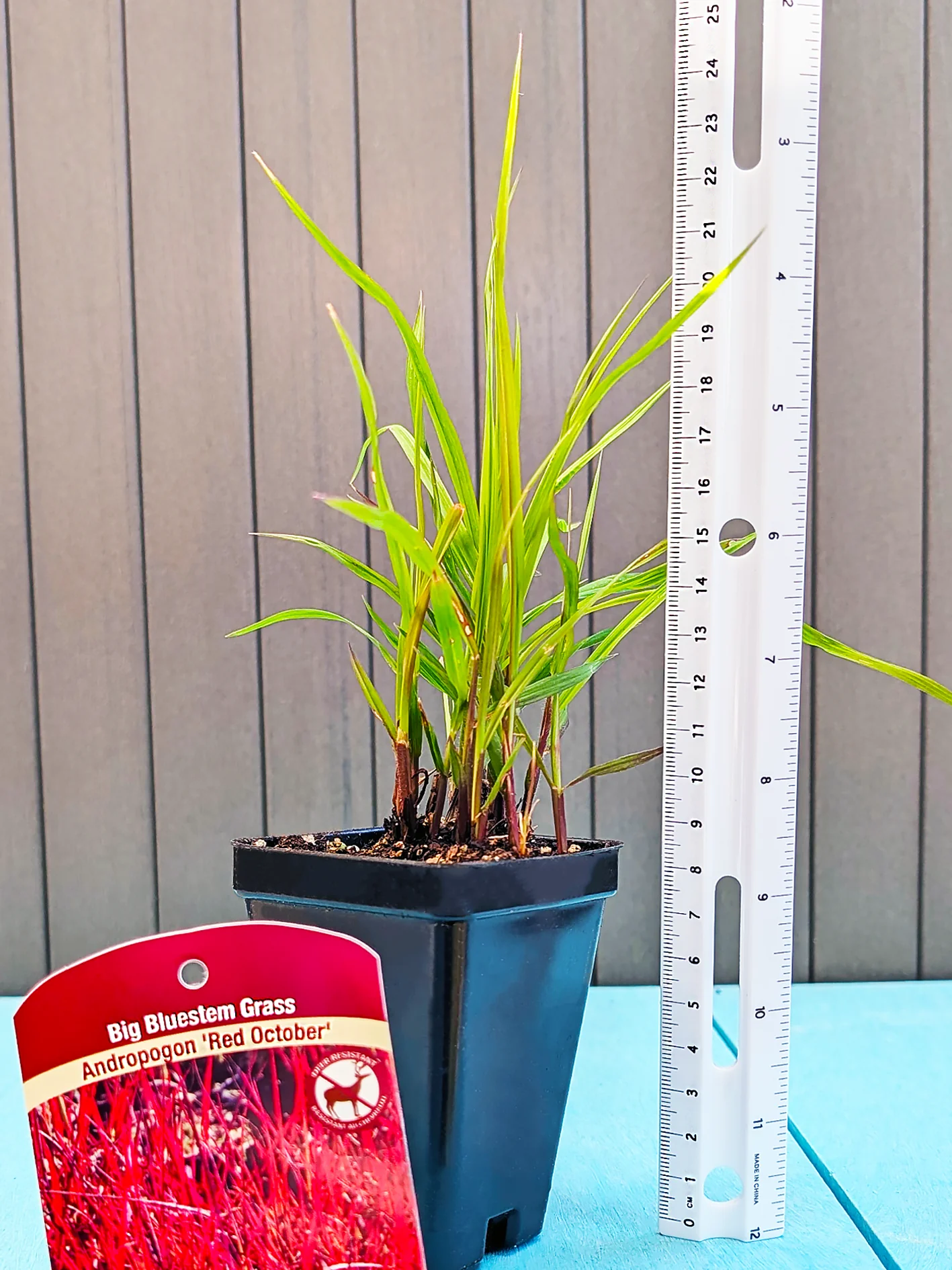 Big Bluestem Grass - Red October, 1 Pack - Image 3