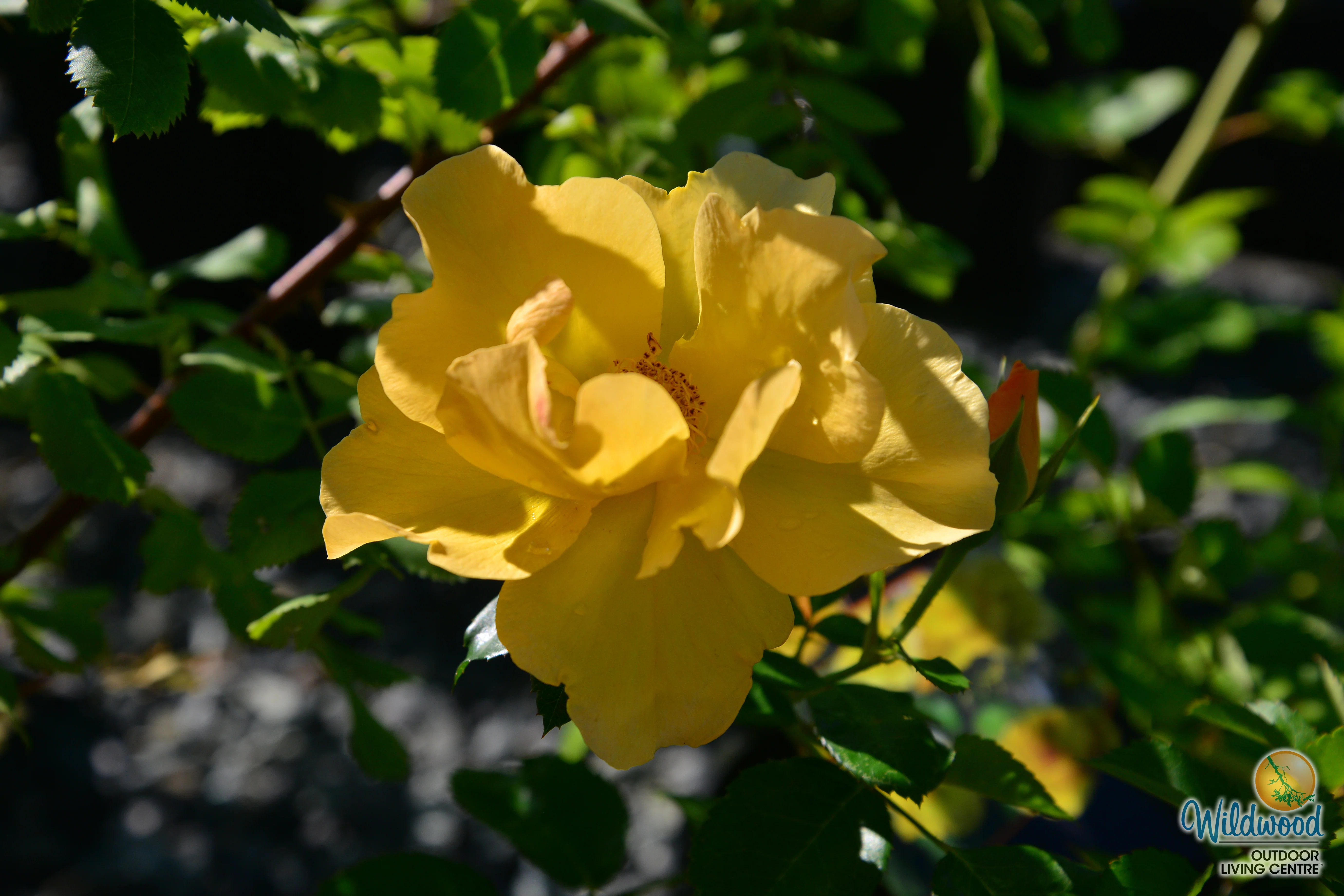 Bill Reid - Cold Hardy Rose - Image 10
