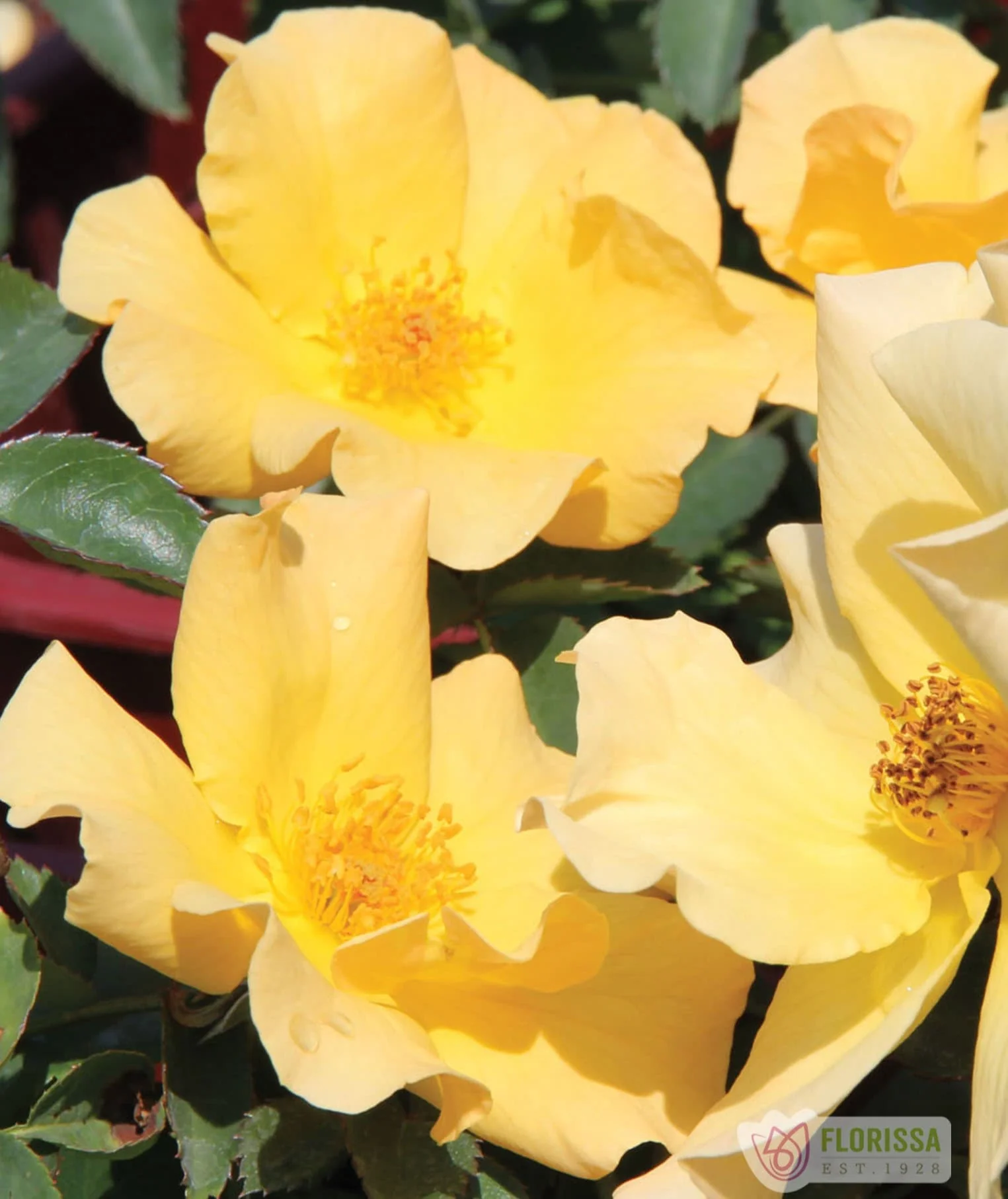 Bill Reid - Cold Hardy Rose - Image 2