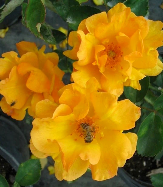 Bill Reid - Cold Hardy Rose - Image 3
