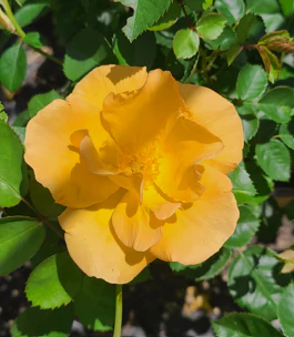 Bill Reid - Cold Hardy Rose - Image 4