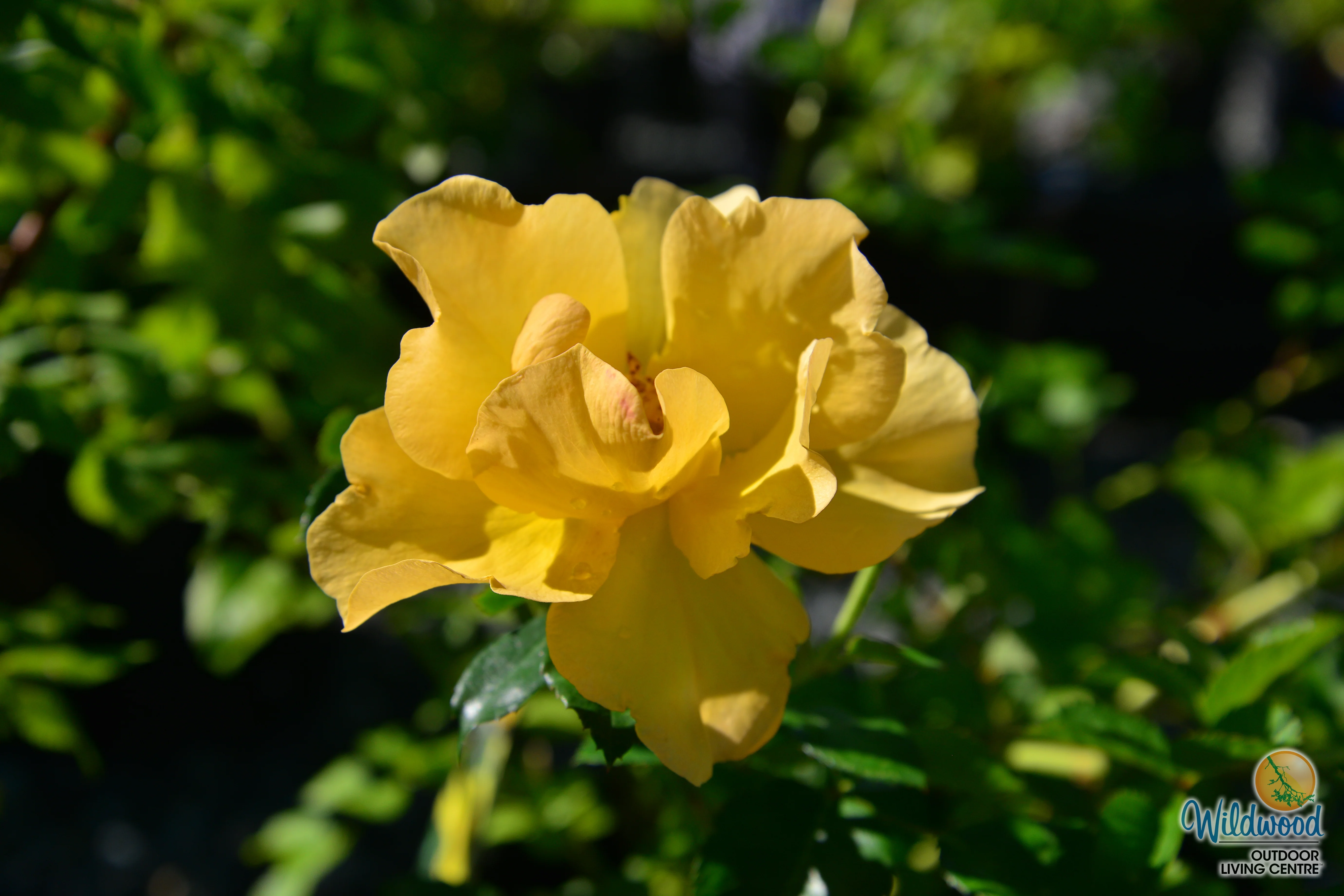 Bill Reid - Cold Hardy Rose - Image 5
