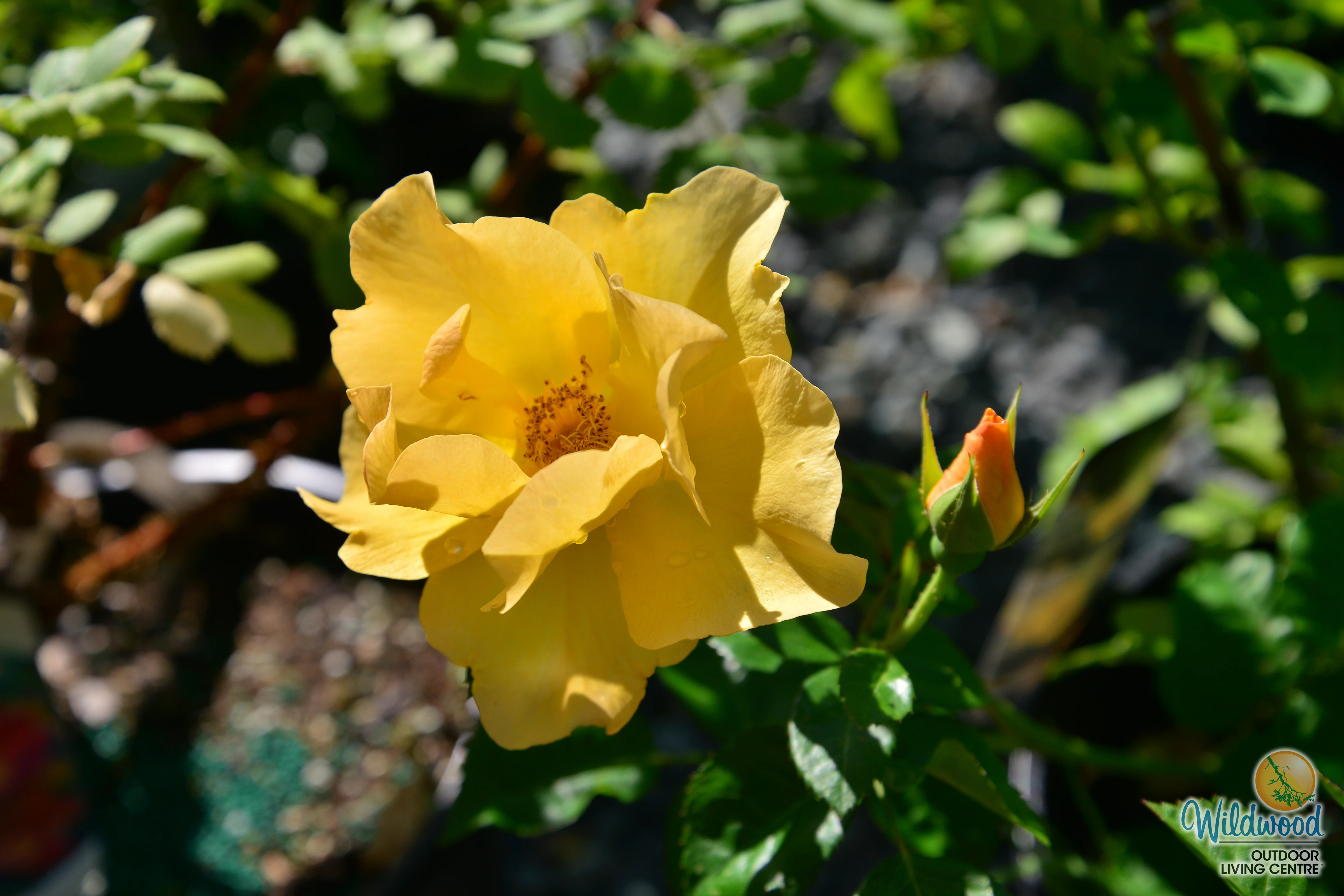 Bill Reid - Cold Hardy Rose - Image 6