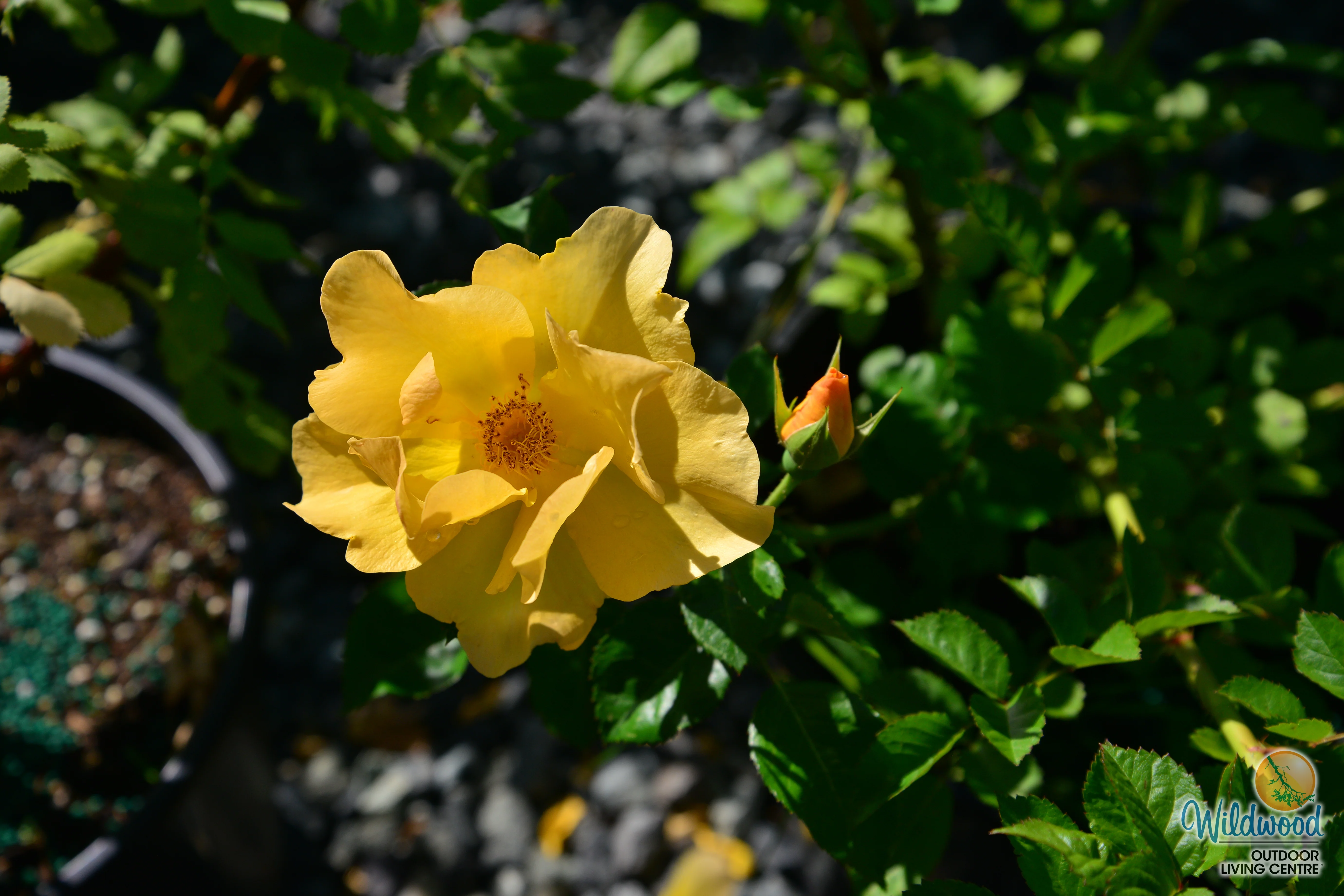 Bill Reid - Cold Hardy Rose - Image 7
