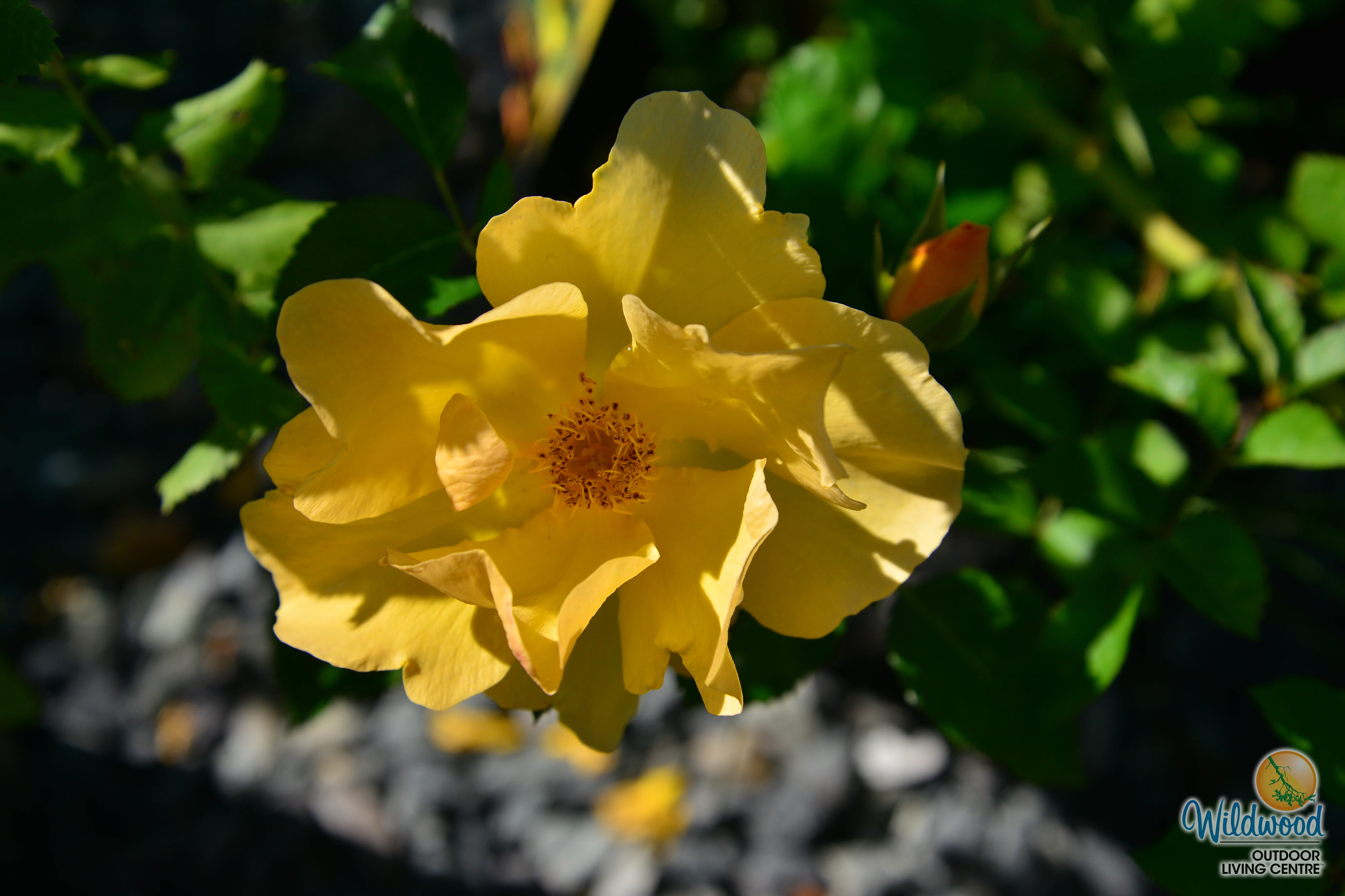 Bill Reid - Cold Hardy Rose - Image 8