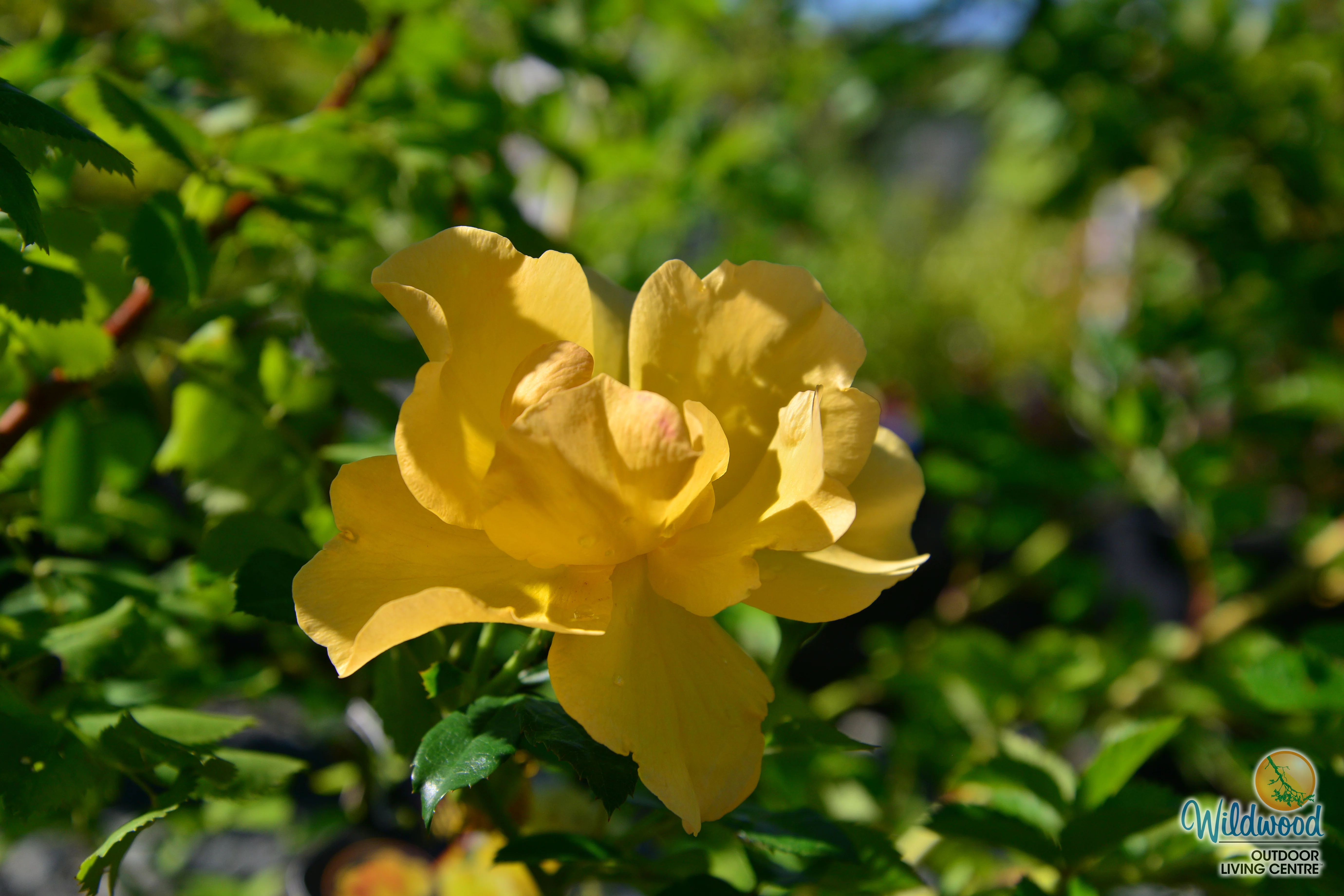 Bill Reid - Cold Hardy Rose - Image 9