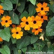 Thunbergia Black-Eyed Susan Vine - Renee's Garden - Image 2