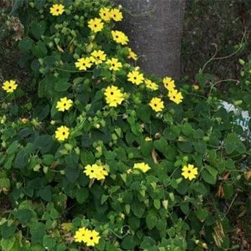 Thunbergia Black-Eyed Susan Vine - Renee's Garden - Image 3