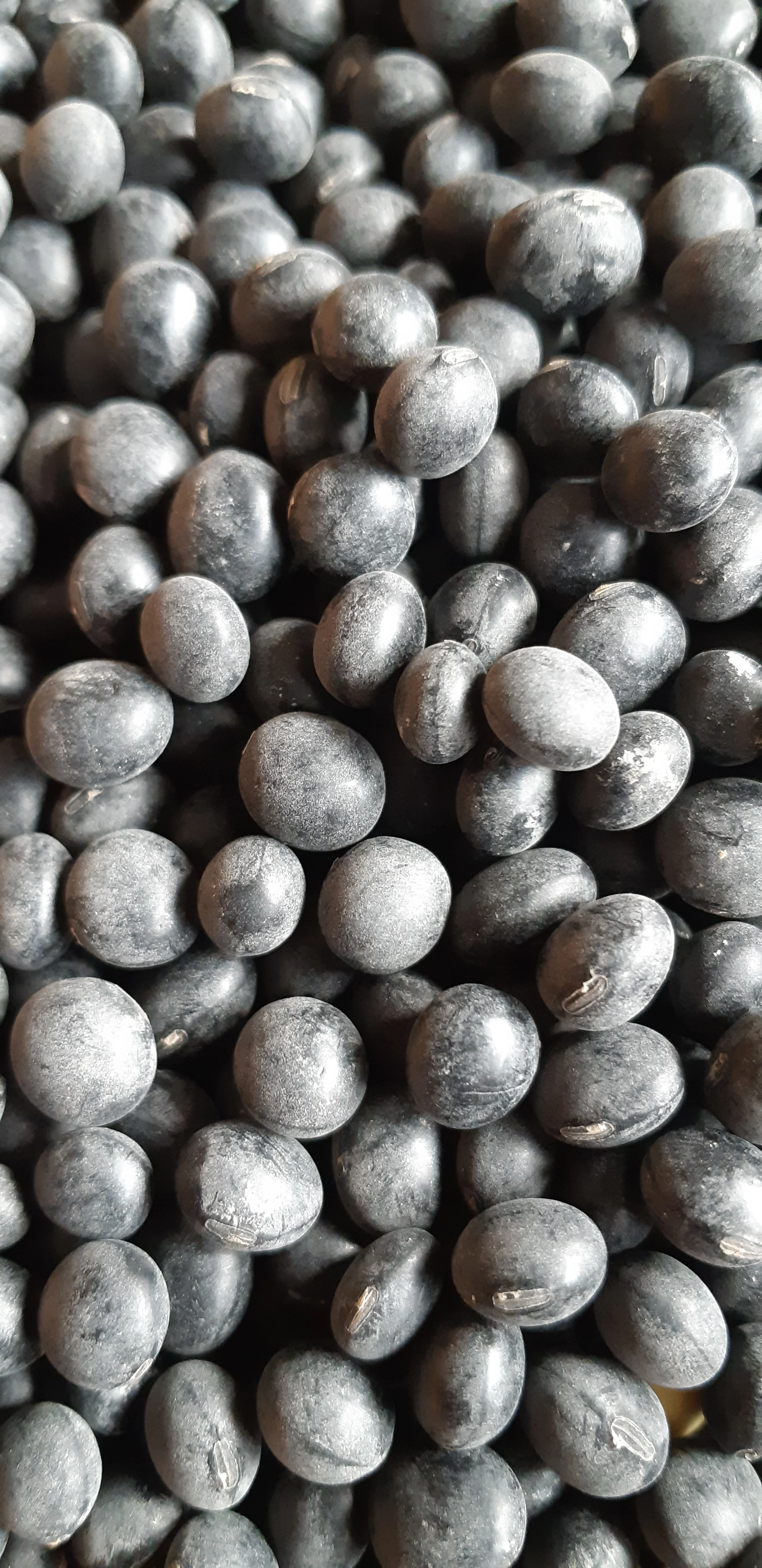 Soybean Black Jet - Saanich Organics