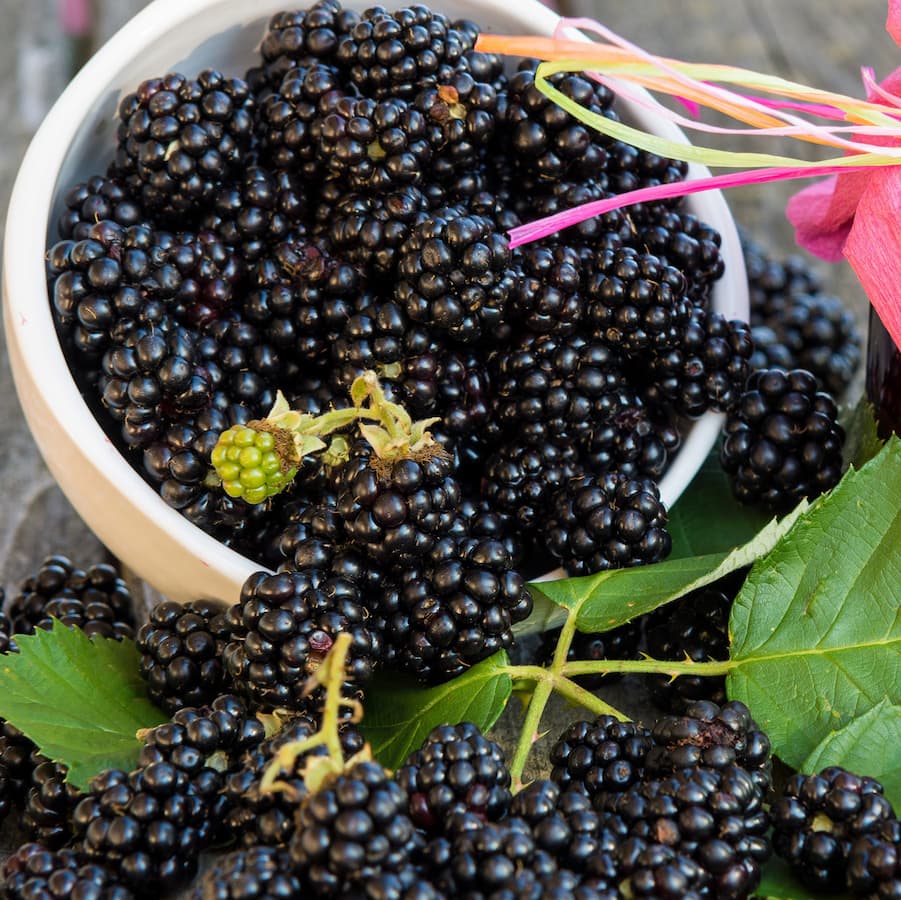 Blackberry - Balsor's Hardy - Image 2