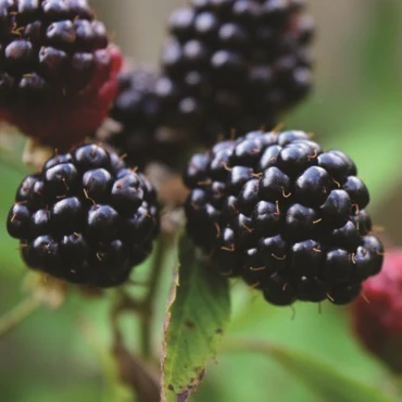 Blackberry - Balsor's Hardy - Image 3