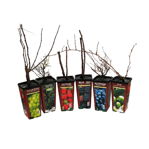 Blackberry - Balsor's Hardy - Image 4
