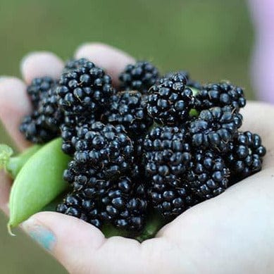 Blackberry - Black Satin, Thornless - Image 2